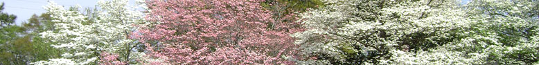 Image from Cayce, SC