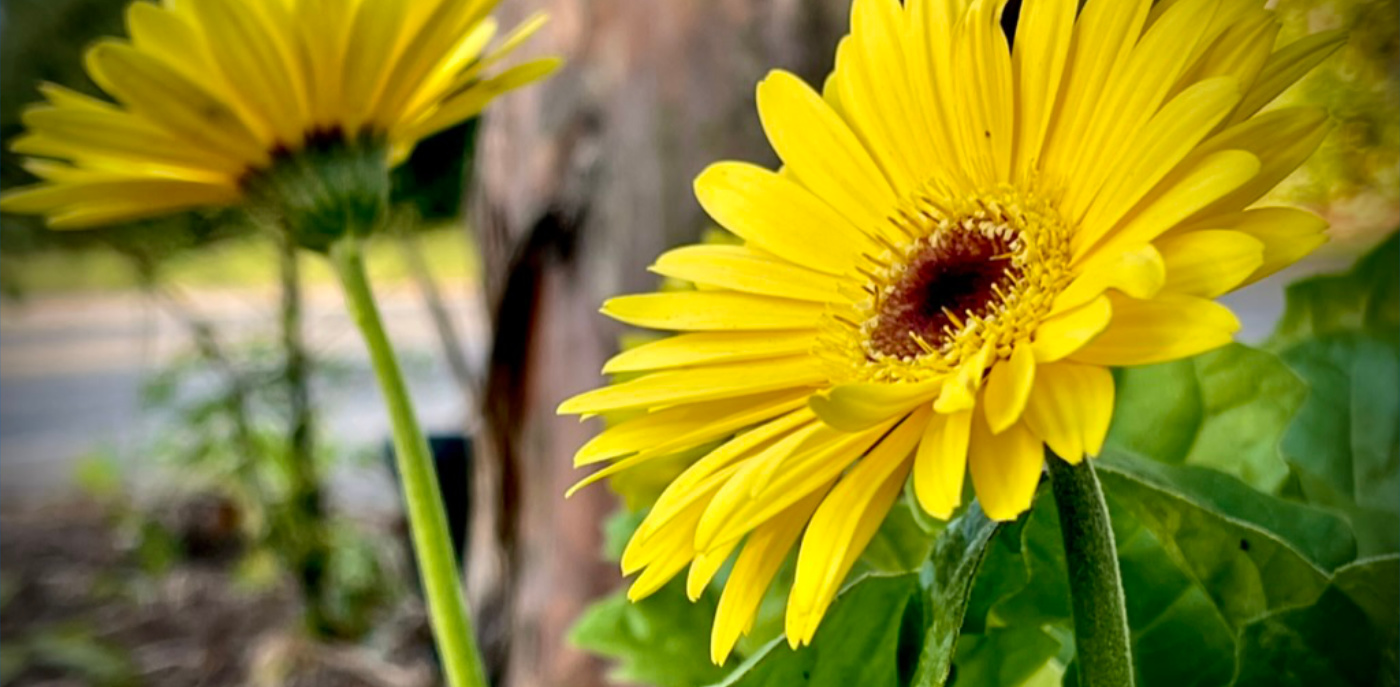 Cayce Plant Exchange